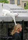 https://lolkot.ru/2011/04/21/blohi-2/