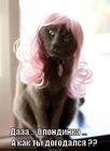 https://lolkot.ru/2012/03/14/blondinka/