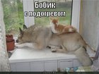https://lolkot.ru/2011/09/08/bobik-s-podogrevom/