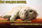 https://lolkot.ru/2012/04/23/bog-sozdal-koshku-3/