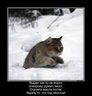 https://lolkot.ru/2016/01/23/bogatstvo-pod-hvostom/
