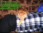 https://lolkot.ru/2015/09/15/boleutolyayuscheye-sredstvo/