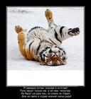 https://lolkot.ru/2016/11/01/bolshoy-no-vse-zhe-kot/