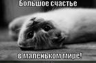 https://lolkot.ru/2013/01/01/bolshoye-schaste-v-malenkom-mire/