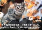 https://lolkot.ru/2012/10/19/boytes-atakuyuschih-kotov/