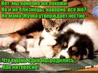 https://lolkot.ru/2016/11/21/brat-bliznets/
