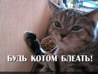 https://lolkot.ru/2011/11/01/bud-kotom/