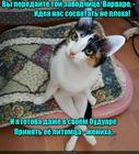 https://lolkot.ru/2016/07/17/buduarnyy-priyem/
