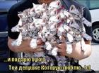 https://lolkot.ru/2011/04/23/buket/