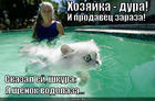 https://lolkot.ru/2014/01/02/bul-bul-vodolaziki/