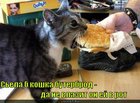 https://lolkot.ru/2011/03/18/buterbrod/