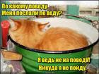 https://lolkot.ru/2016/08/24/byl-by-povod/