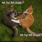 https://lolkot.ru/2011/06/26/che-ty-lezesh/