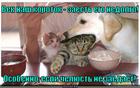 https://lolkot.ru/2012/10/31/chelyust-ne-zayedayet/