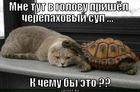 https://lolkot.ru/2012/03/29/cherepahovyy-sup/