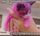https://lolkot.ru/2012/08/29/chernoblya/
