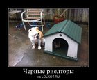 https://lolkot.ru/2012/01/15/chernyye-riyeltory/