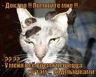 https://lolkot.ru/2012/04/02/cheshetstsa-podmyshkami/