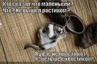 https://lolkot.ru/2013/04/08/chetyre-s-plyusom/