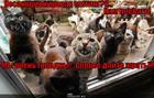 https://lolkot.ru/2013/10/06/chisto-dlya-pozhrat/