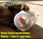 https://lolkot.ru/2016/06/30/chistoplyuystvo/