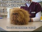 https://lolkot.ru/2011/03/19/chto-eto-za-klinika/