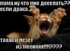https://lolkot.ru/2011/08/01/chto-mne-deyeyelat/
