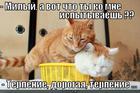https://lolkot.ru/2012/04/04/chto-ty-ispytyvayesh/