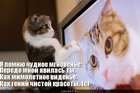 https://lolkot.ru/2011/03/18/chudnoye-mgnovene/