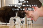 https://lolkot.ru/2013/06/24/chumachechaya-vodka/