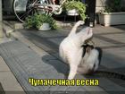 https://lolkot.ru/2011/05/12/chumachechnaya-vesna/