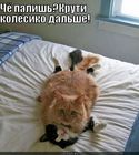 https://lolkot.ru/2012/03/23/chyo-palish/