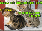 https://lolkot.ru/2010/10/22/ctenocephalides-felis/