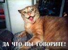 https://lolkot.ru/2010/10/27/da-chto-vy-govorite/