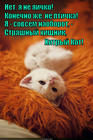 https://lolkot.ru/2015/09/18/da-kot-zhe/