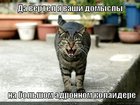 https://lolkot.ru/2012/07/15/da-vertel-ya/