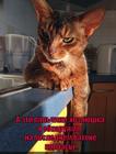 https://lolkot.ru/2015/09/14/daktiloskopiya-ne-podvela/
