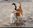 https://lolkot.ru/2011/11/08/davay-obsudim-druzhbu/