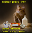 https://lolkot.ru/2012/07/21/day-kotletku/