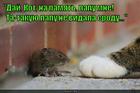 https://lolkot.ru/2015/05/19/day-lapu-oy-pomenshe-net/