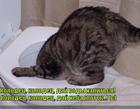 https://lolkot.ru/2011/02/21/day-vody-napitsya/
