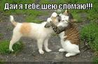 https://lolkot.ru/2011/09/08/day-ya-tebe-sheyu-slomayu/
