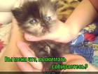 https://lolkot.ru/2015/06/02/delikatnyy-otzhim-pliz/