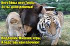 https://lolkot.ru/2015/11/28/devichya-dolya/