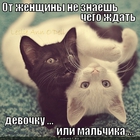 https://lolkot.ru/2012/06/29/devochku-ili-malchika/