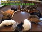 https://lolkot.ru/2015/09/18/devyatnadtsatitsvetik/
