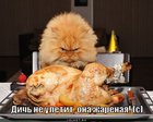 https://lolkot.ru/2011/06/02/dich-ne-uletit/
