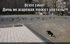 https://lolkot.ru/2012/09/15/dich-ne-zharenaya/
