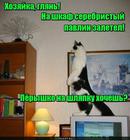 https://lolkot.ru/2015/10/25/dikovinka/