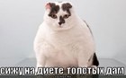 https://lolkot.ru/2012/04/06/diyeta-tolstyh-dam/